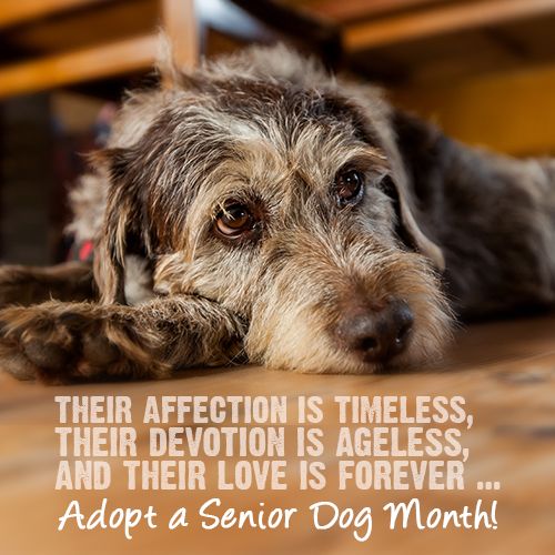 Their Affection Is Timeless, Adopt A Senior Dog Month