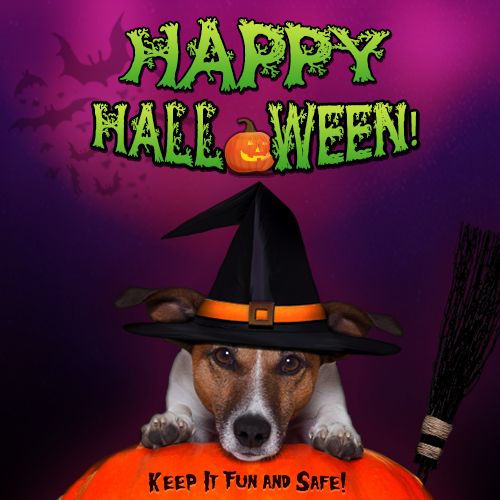 Cute Dog Wishes You A Happy and Safe Halloween