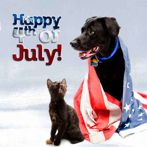 Cat and Dog Wishes You a Happy 4th of July