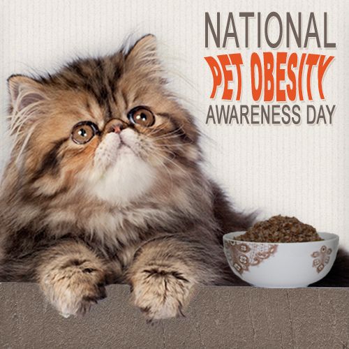 National Pet Obesity Awareness Day