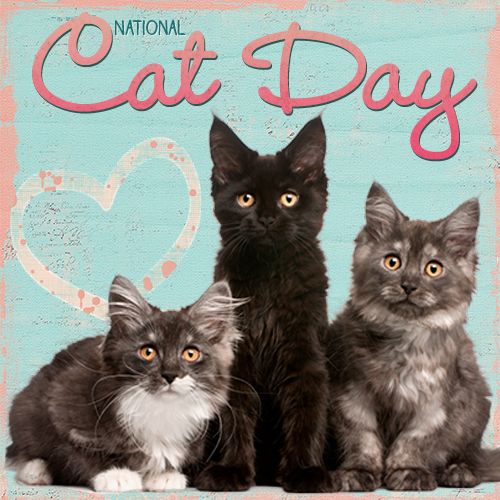 Three Cats on National Cat Day