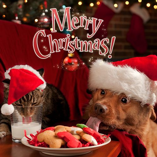 Cat and Dog Wishes You Merry Christmas
