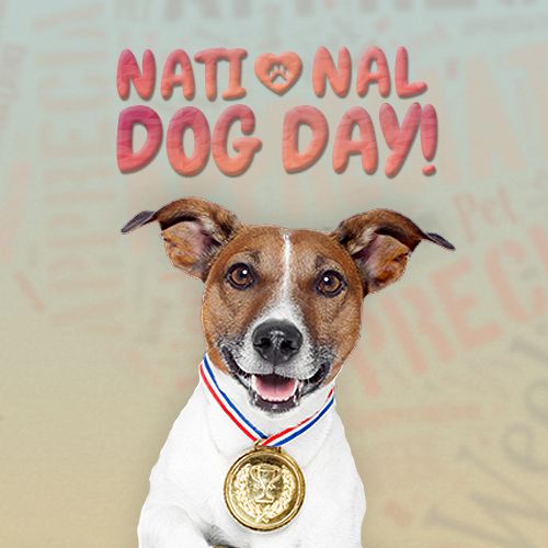 Dog with Medal Celebrates National Dog Day