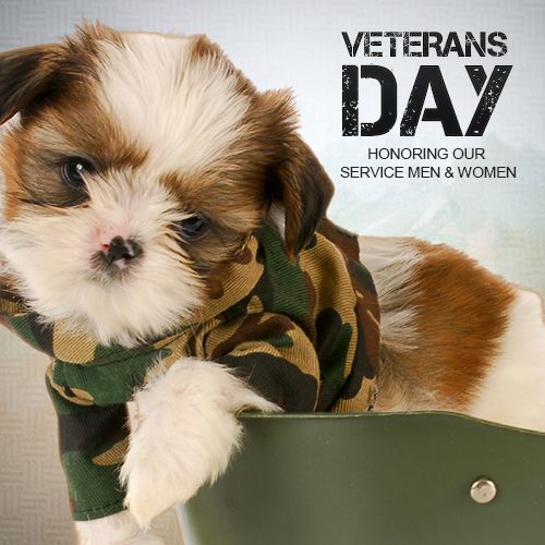 Pup On Veterans Day Honoring Our Service Men and Women