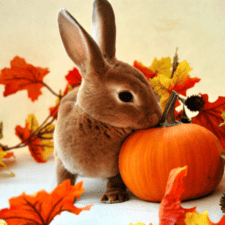 Getting Your Bunny Ready For Autumn