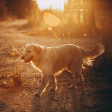 Brown Golden Retriever walking with sunray reflection