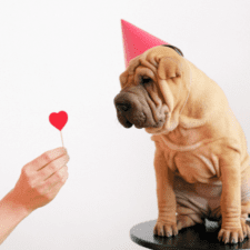 Brownish pug staring at a heart-shaped paper