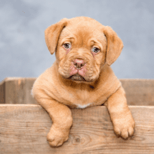 Golden labrador puppy inside a brown box