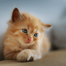 Ginger kitten with blue eyes facing to the right