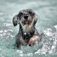Gray Terrier swimming away from the waters