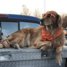 Brown adult dog on a trailer with red bandana and red sunglasses
