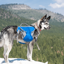 Grayish Husky on a hill with blue body bag