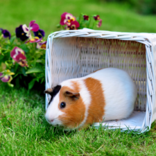 White guinea pig with brown stipes inside a turned white square basket