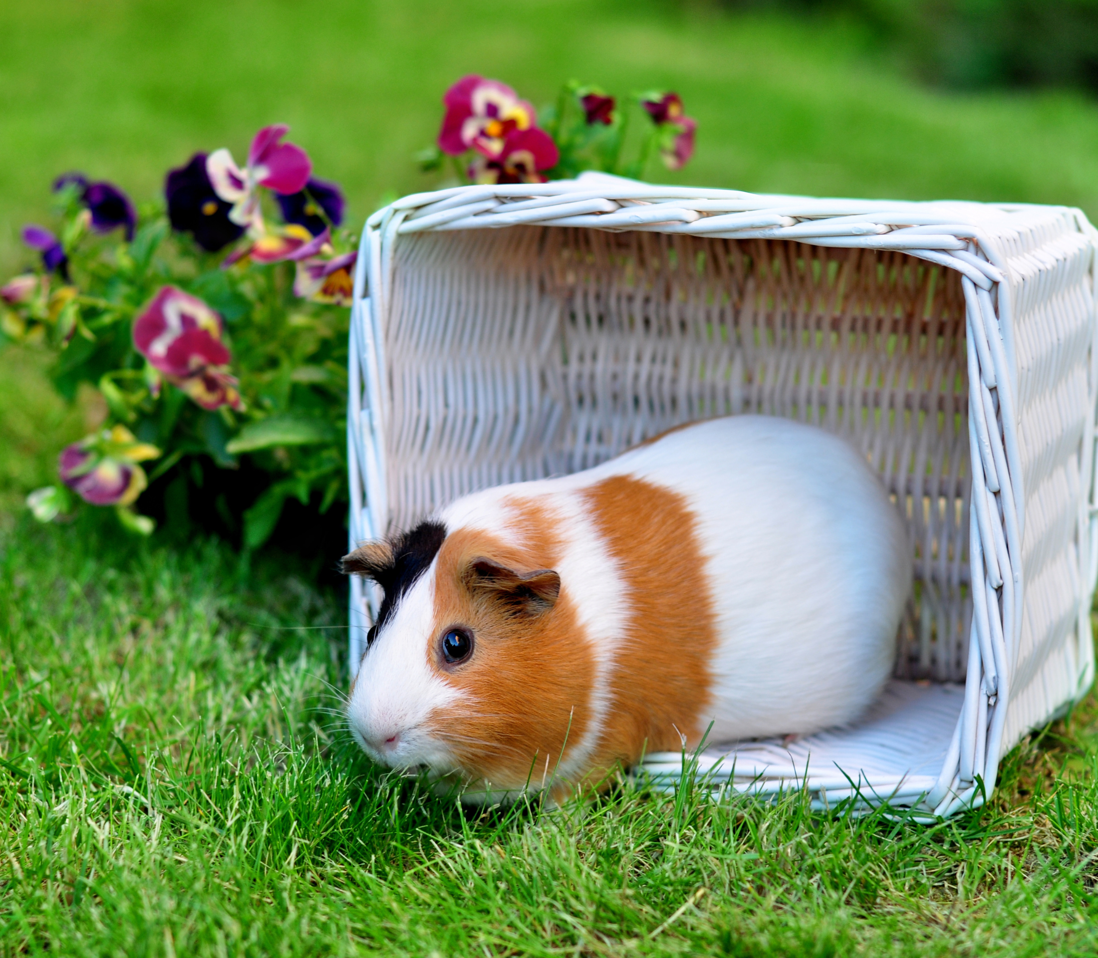 Summer Guinea Pig Care | Aspen Commons Animal Hospital | Vet Clinic in ...