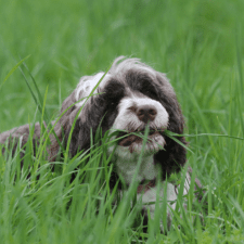 Gray hairy dog nipping on grass