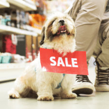 Fluffy dog with a SALE tag