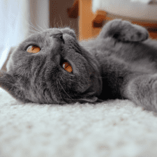 Gray cat laying on its back on a white blanket