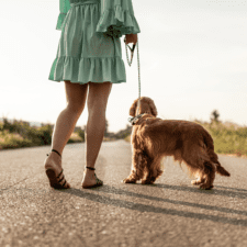 Brown hairy terrier walking on the road with a lady in green dress