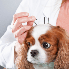 Dog with acupunture needles in the head