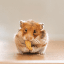Hamster nipping on a nut