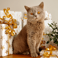 GRayish brown cat with large gift boxes in the background