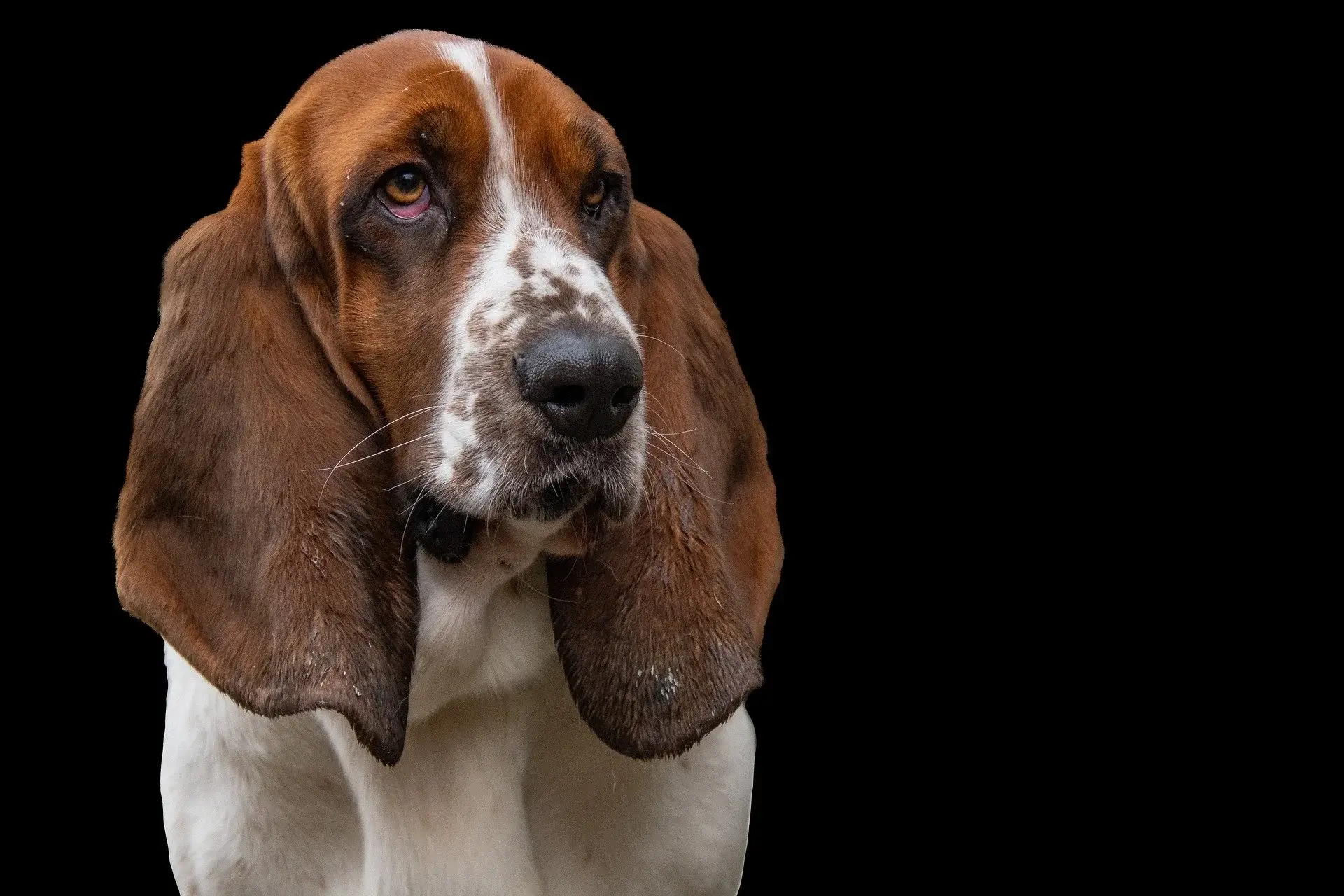Doggy Arthritis: What Every Pet Owner Should Know | Aspen Commons ...