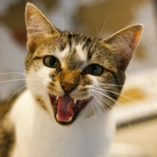 A brown and white tabby cat appears to be meowing or hissing.