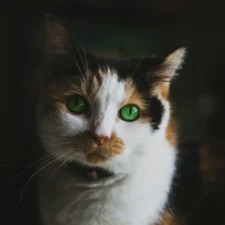 A calico cat with strikingly bright green eyes.
