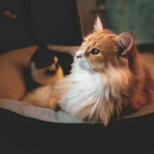 A ginger cat is resting in a pet bed, and a black and white cat, is visible in the background.