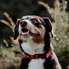 A dog with a spiked red collar against a blur of greenery background.