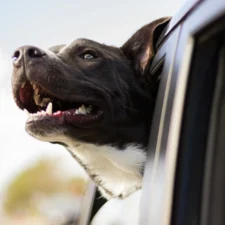 A dog looks out the open window of a car.