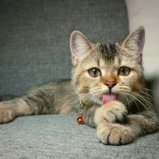 A kitten is lying on a grey couch, licking its paw.