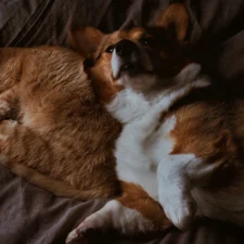A tabby cat and a Corgi with white and brown fur lie together on a rumpled grey comforter.