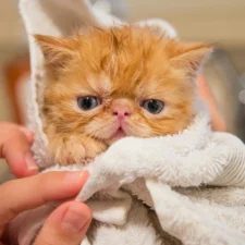 An orange kitten wrapped in a white towel.