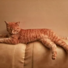 A sleeping ginger tabby cat lies on a beige leather couch.