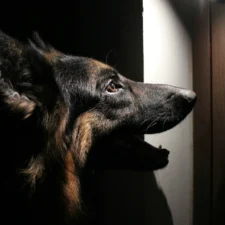 A German Shepherd with a bright light illuminating its face.