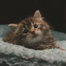 A tabby kitten lies on a soft, light blue blanket.
