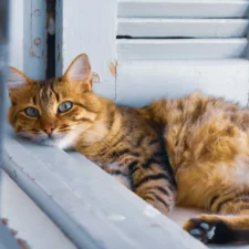 A brown cat is lying on a windowsill with blue shutters.