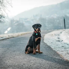 A Rottweiler puppy with a red collar sits on an asphalt path on a frosty, winter day.