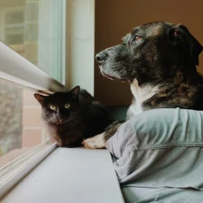 A dog and a black cat sit together on a windowsill, looking out the window.