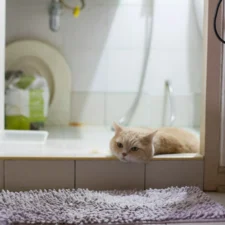 A cream-colored cat lies on a tiled step in the bathroom.