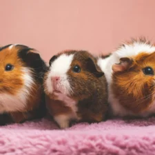 Three guinea pigs snuggled together on a pink, fluffy blanket.