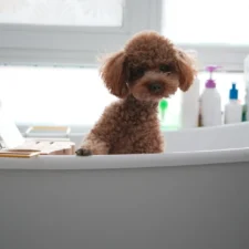 A small, brown Poodle sits in a bathtub.