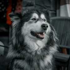 A close-up of a fluffy Alaskan Malamute with black, white, and grey fur.