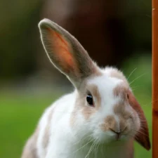 A rabbit with white and brown patches with one of its ears is flopping down.