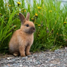 A rabbit is sitting by a patch of tall green grass and yellow flowers.