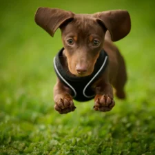 A dachshund puppy leaping forward through a green, grassy field.